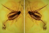 Detailed Fossil Fly (Mycetophilidae) with Eggs In Baltic Amber - Rare! #90756-2